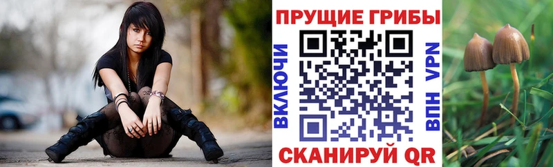 Купить где  Оха  Галлюциногенные грибы Cubensis 